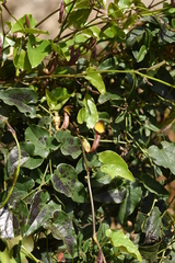 Aristolochia sempervirens