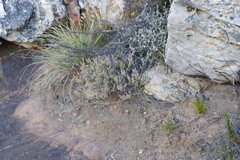 Lampranthus glomeratus