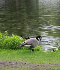 Branta canadensis