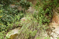 Oryzopsis coerulescens