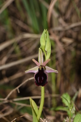Ophrys ferrum-equinum