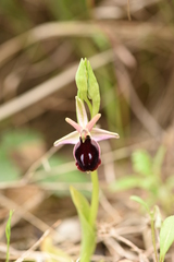 Ophrys ferrum-equinum