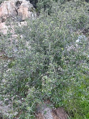 Ceanothus tomentosus olivaceus