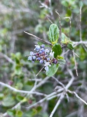 Ceanothus tomentosus olivaceus