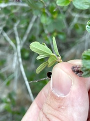 Ceanothus tomentosus olivaceus
