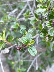 Ceanothus tomentosus olivaceus