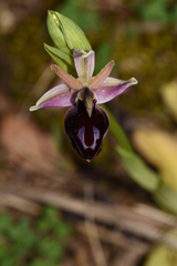 Ophrys ferrum-equinum