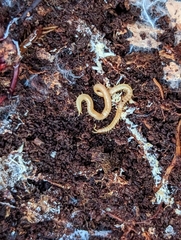 Haplophilus subterraneus