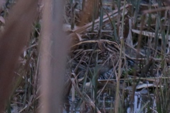 Lymnocryptes minimus