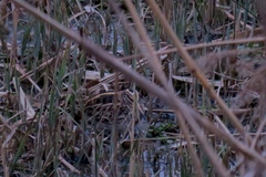 Lymnocryptes minimus