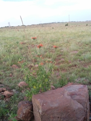 Leonotis ocymifolia
