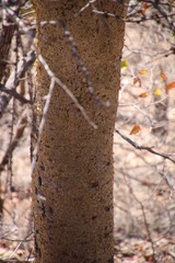 Commiphora glandulosa