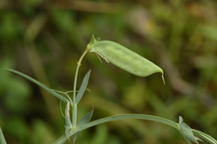 Lathyrus cicera