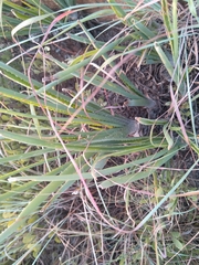 Aloe verecunda
