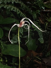 Maxillaria caucana