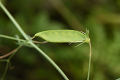 Lathyrus cicera