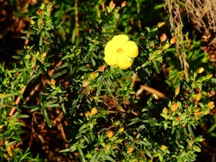 Cistus calycinus