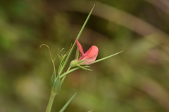 Lathyrus cicera
