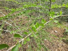 Sideroxylon celastrinum