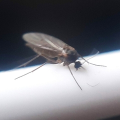 Diptera