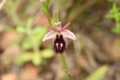 Ophrys ferrum-equinum