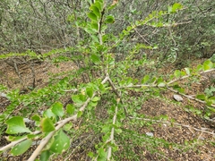 Sideroxylon celastrinum