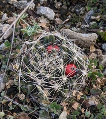 Escobaria missouriensis