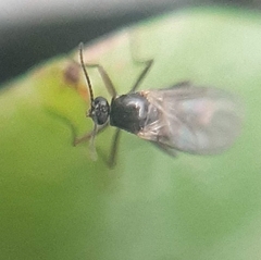 Diptera