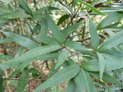 Quercus bambusifolia