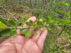 Sideroxylon celastrinum