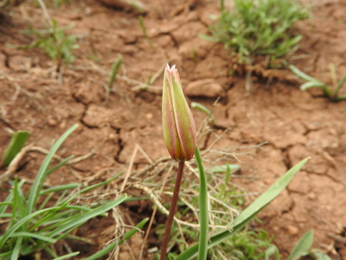Tulipa sylvestris subsp. cuspidata image