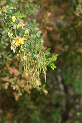 Hippocrepis emerus emeroides