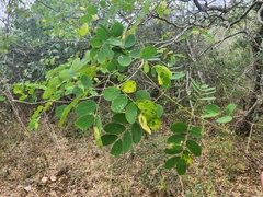 Erythrostemon mexicanus