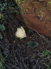 Haemanthus humilis