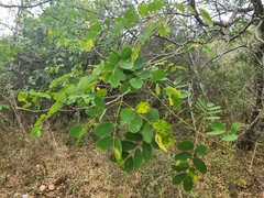 Erythrostemon mexicanus