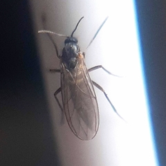 Diptera