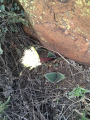 Haemanthus humilis