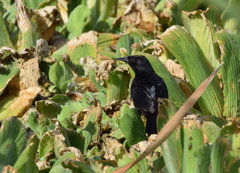 Agelasticus cyanopus