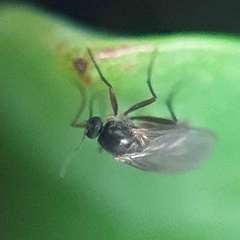 Diptera