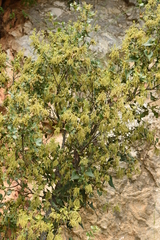 Quercus coccifera