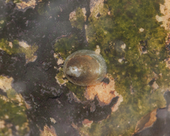 Ancylus fluviatilis