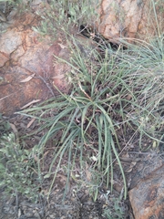 Aloe verecunda
