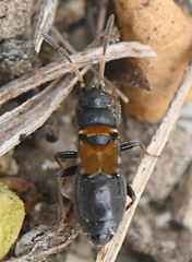 Ischnocoris hemipterus