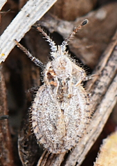 Lasiacantha capucina
