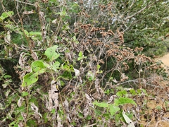 Parthenium fruticosum