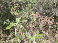 Parthenium fruticosum