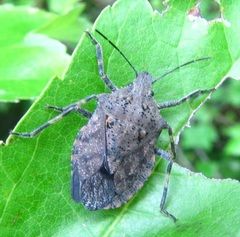 Brochymena carolinensis