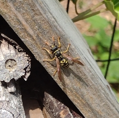 Polistes dominula