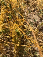 Cuscuta californica