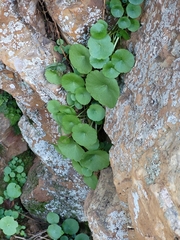 Umbilicus rupestris